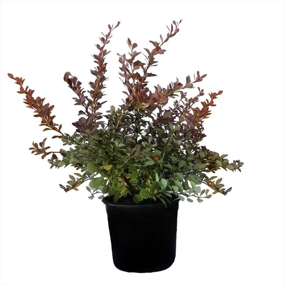Dracila Berberis Japoneza Atropurpurea, arbust decorativ cu frunze rosu-purpurii, gard viu mic sau borduri
