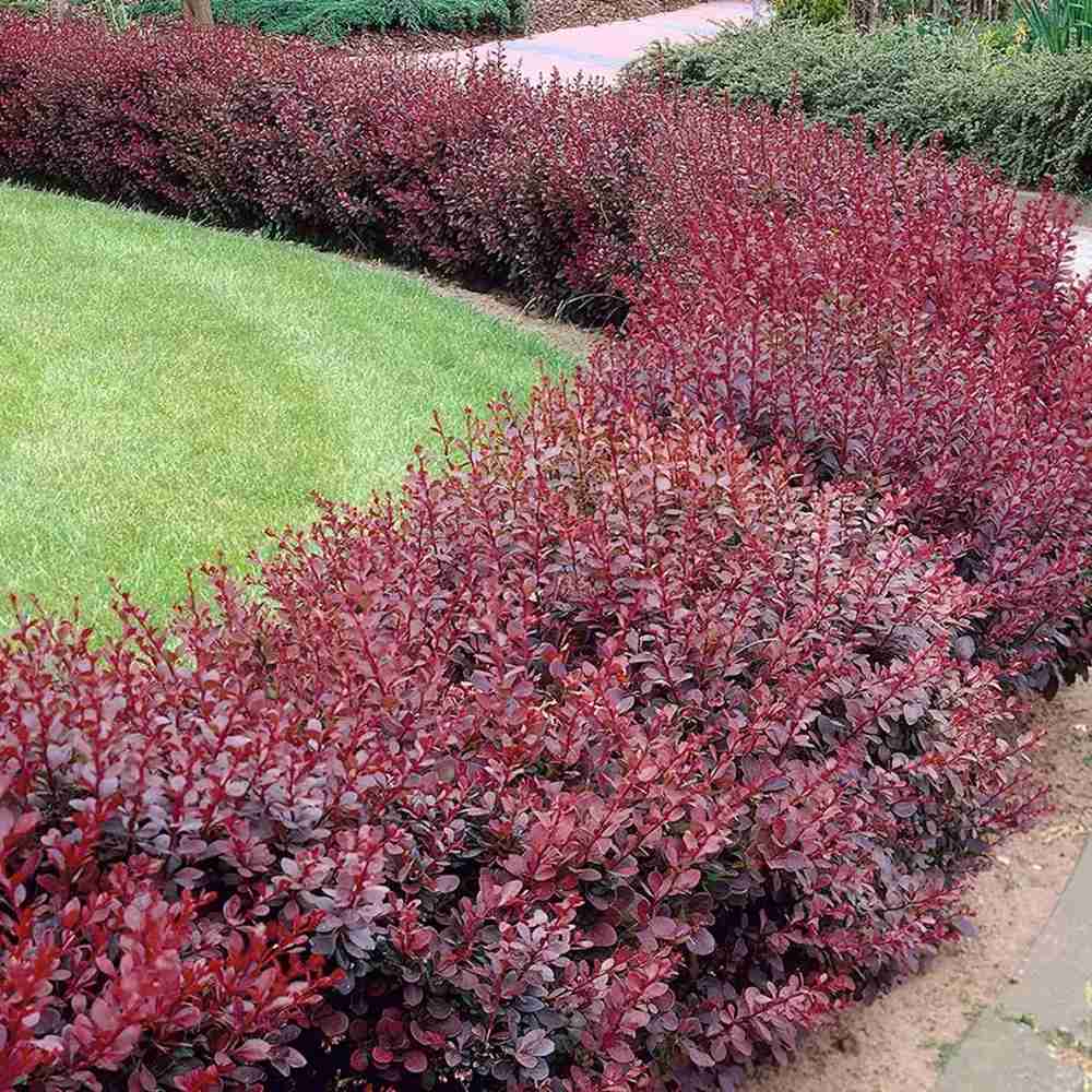 Dracila Berberis Japoneza Atropurpurea, arbust decorativ cu frunze rosu-purpurii, gard viu mic sau borduri