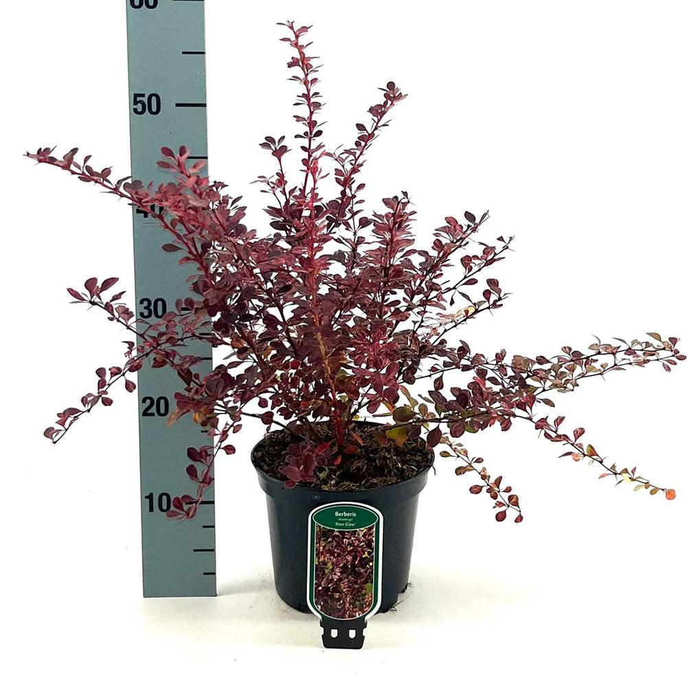 Dracila Berberis Japoneza Rose Glow, arbust ornamental cu frunze pestrite roz mov pentru gard viu decorativ sau plantare solitara