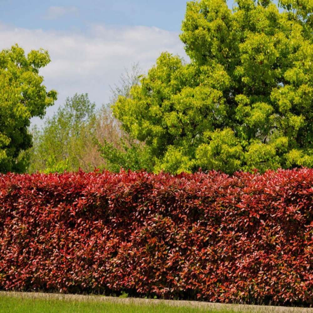 Dracila Berberis Japoneza Atropurpurea, arbust decorativ cu frunze rosu-purpurii, gard viu mic sau borduri