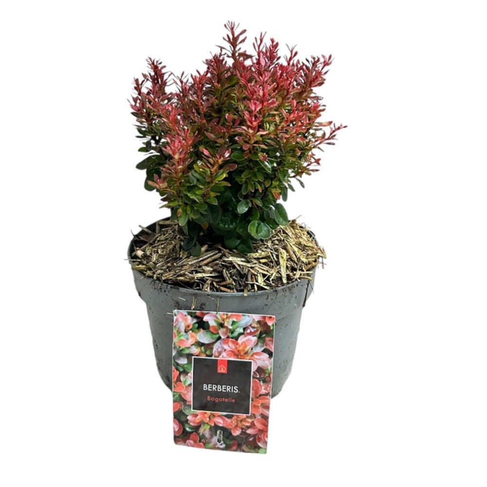 Dracila Berberis Japoneza Bagatelle, arbust pitic decorativ cu frunze rosii purpurii pentru borduri si gard viu mic sau plantare solitara