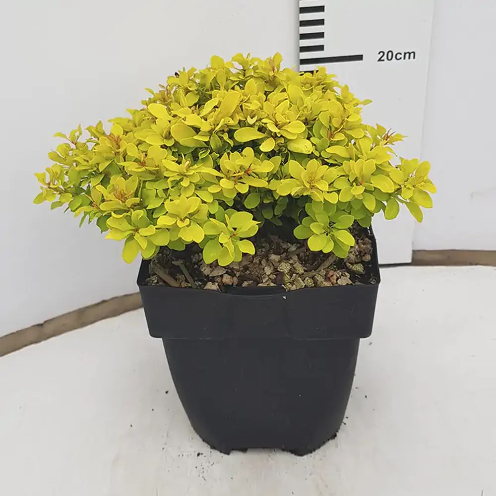 Dracila Berberis galbena Japoneza Lime Star, arbust decorativ cu frunze galbene verzi pentru gard viu si borduri