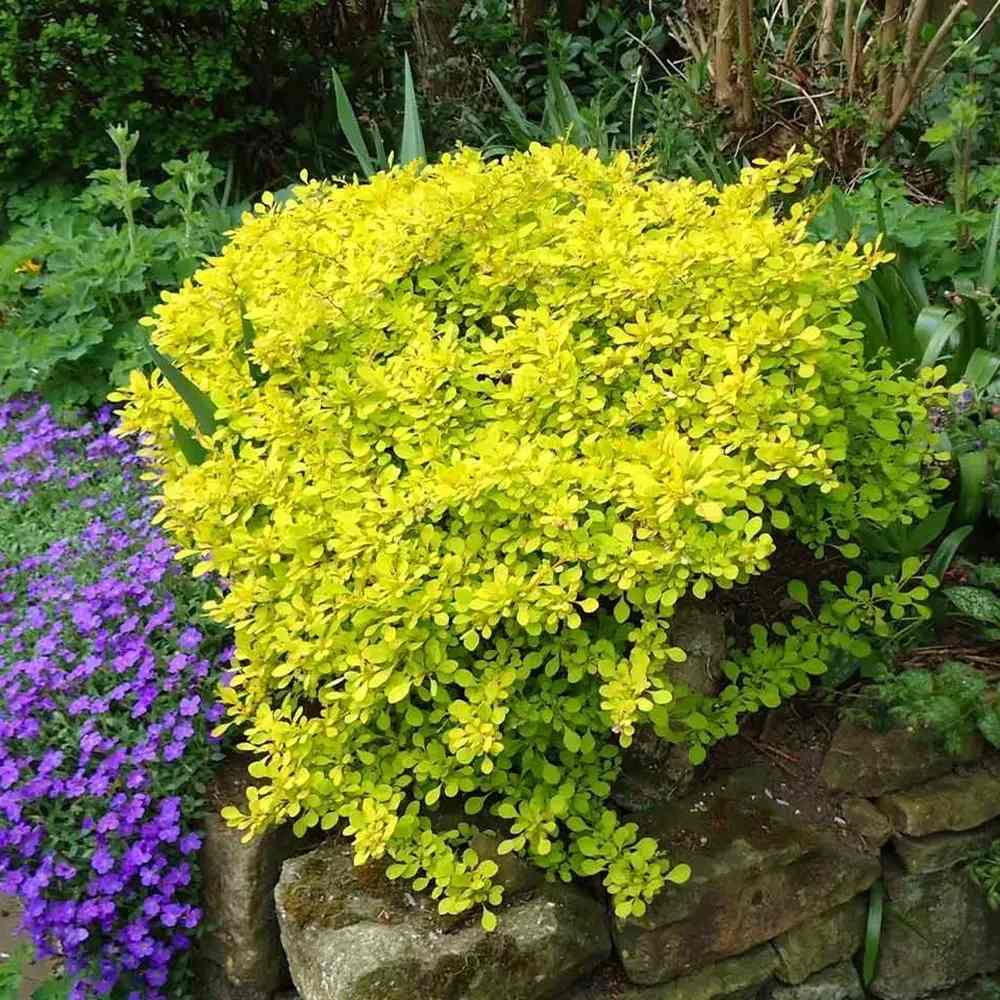 Dracila Berberis galbena Japoneza Lime Star, arbust decorativ cu frunze galbene verzi pentru gard viu si borduri