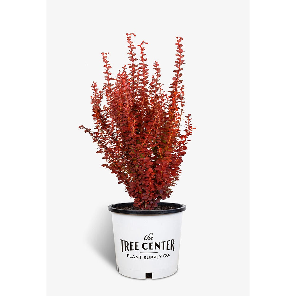 Dracila Berberis Japoneza Orange Rocket, arbust columunar cu frunze portocalii rosii pentru gard viu decorativ, ghiveci sau planta solitara