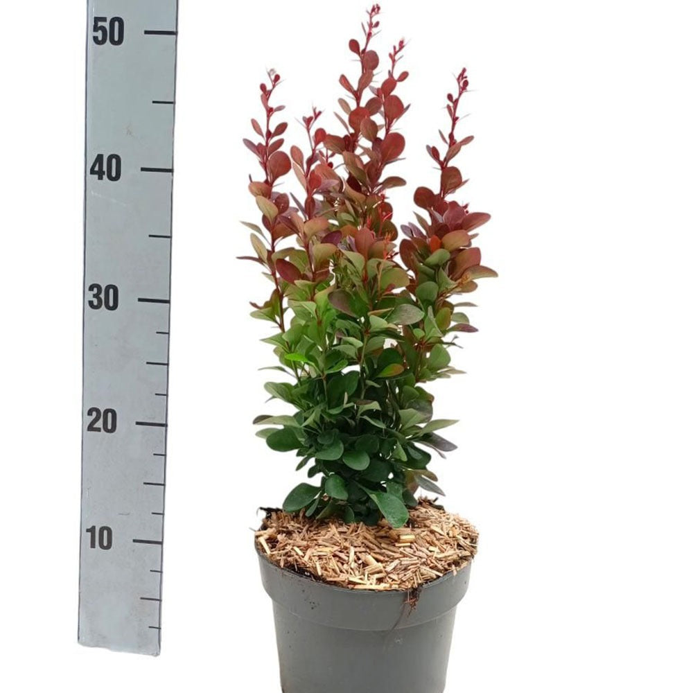 Dracila Berberis Japoneza Red Pillar, arbust columunar decorativ cu frunze rosii pentru gard viu