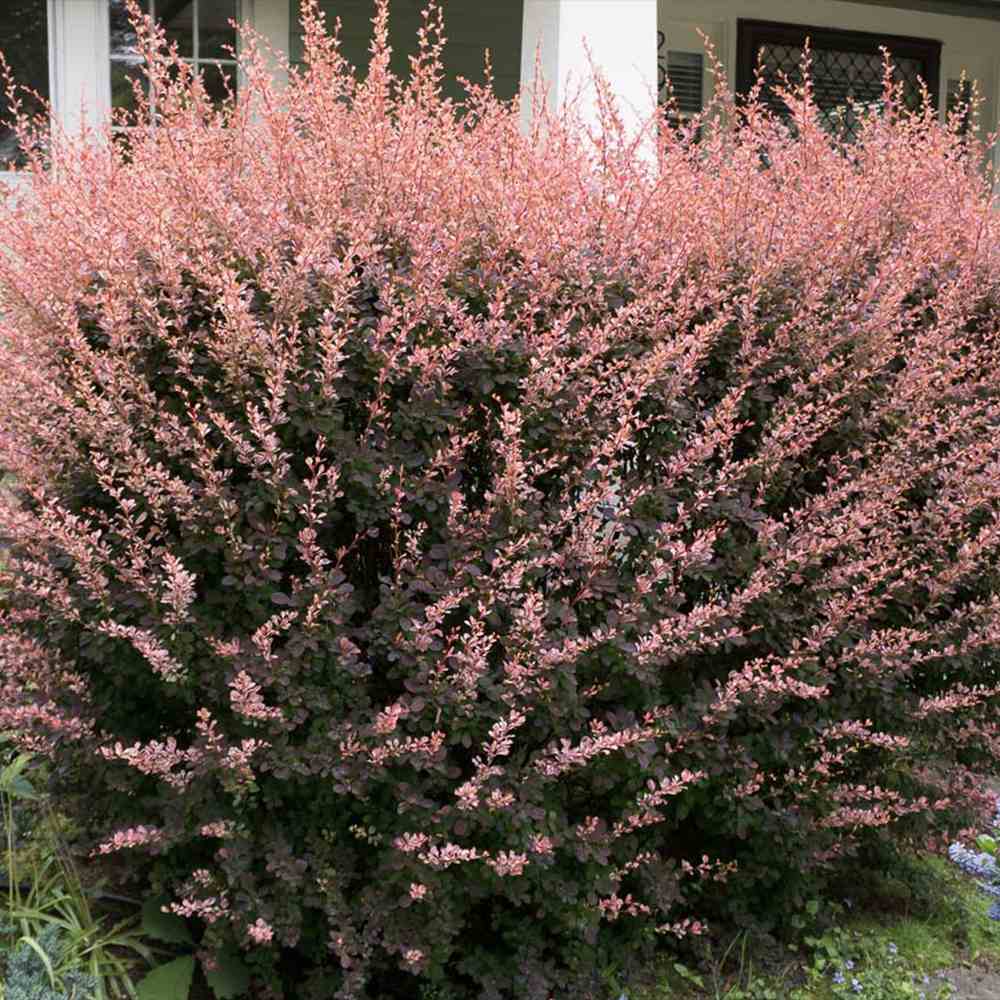 Dracila Berberis Japoneza Rose Glow, arbust ornamental cu frunze pestrite roz mov pentru gard viu decorativ sau plantare solitara