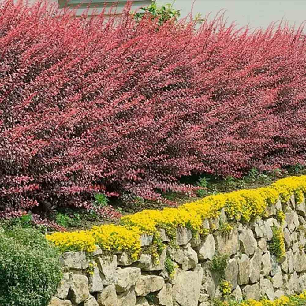 Dracila Berberis Japoneza Rose Glow, arbust ornamental cu frunze pestrite roz mov pentru gard viu decorativ sau plantare solitara