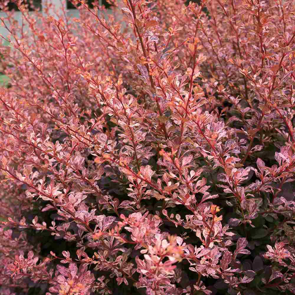 Dracila Berberis Japoneza Rose Glow, arbust ornamental cu frunze pestrite roz mov pentru gard viu decorativ sau plantare solitara