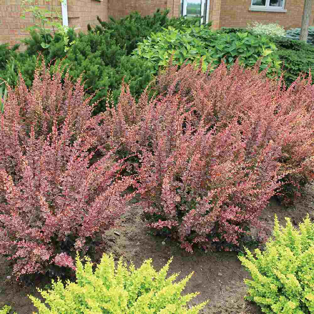 Dracila Berberis Japoneza Rose Glow, arbust ornamental cu frunze pestrite roz mov pentru gard viu decorativ sau plantare solitara
