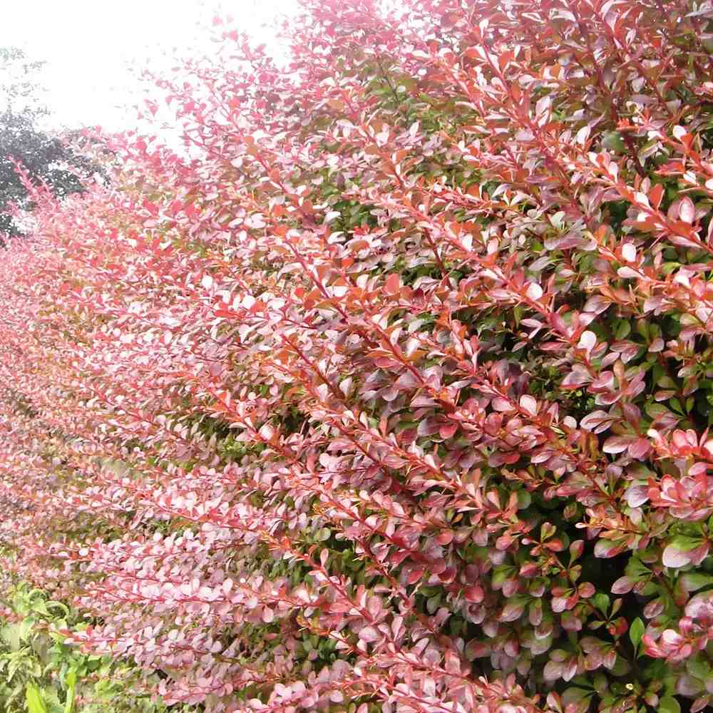 Dracila Berberis Japoneza Rose Glow, arbust ornamental cu frunze pestrite roz mov pentru gard viu decorativ sau plantare solitara