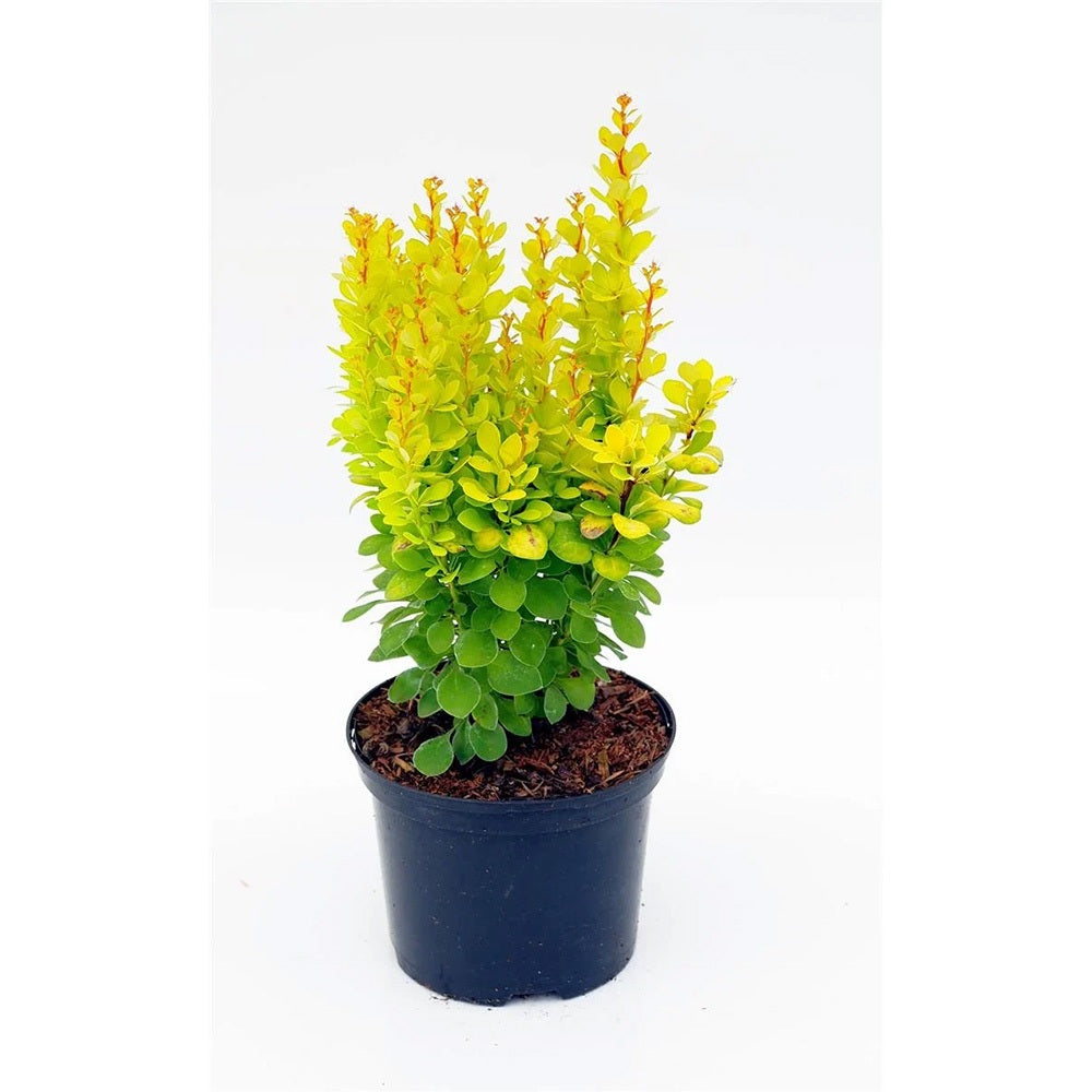 Dracila Berberis Japoneza Golden Rocket, arbust columunar cu frunze galbene aurii pentru gard viu decorativ su borduri