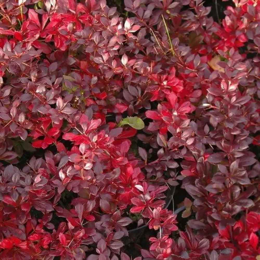 Dracila Berberis Japoneza Red Jewel, arbust decorativ cu frunze rosii fructe rosii, de gradina