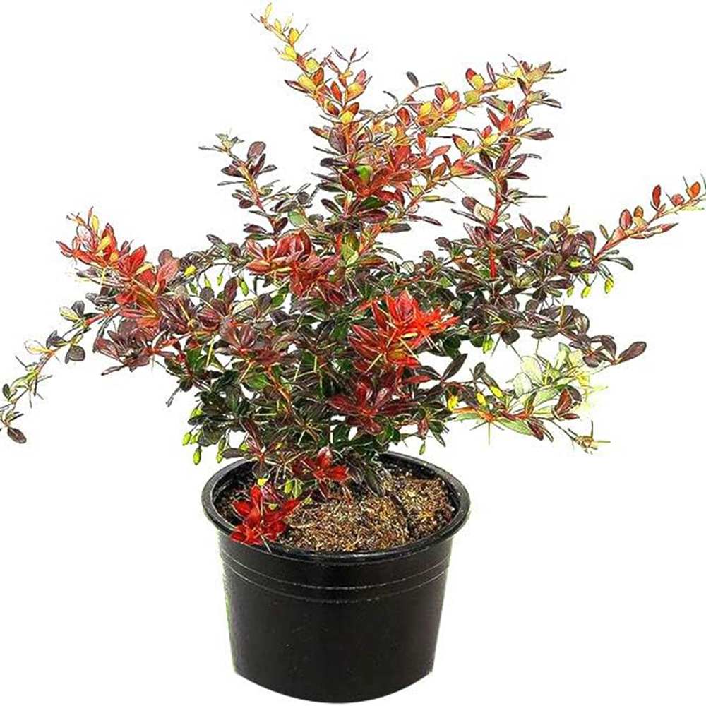 Dracila Berberis Japoneza Red Jewel, arbust decorativ cu frunze rosii fructe rosii, de gradina