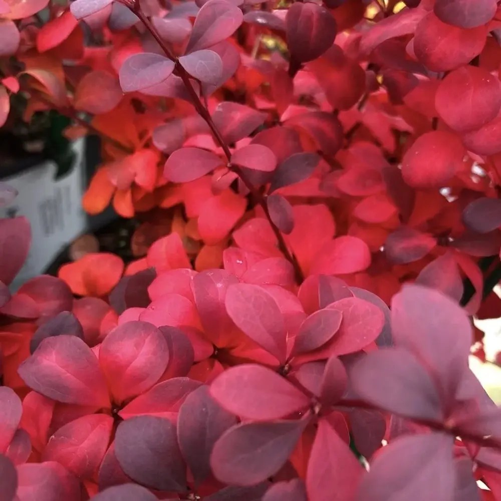 Dracila Berberis Japoneza rosu Red Star, arbust decorativ cu frunze rosii pentru gard viu sau plantare solitara