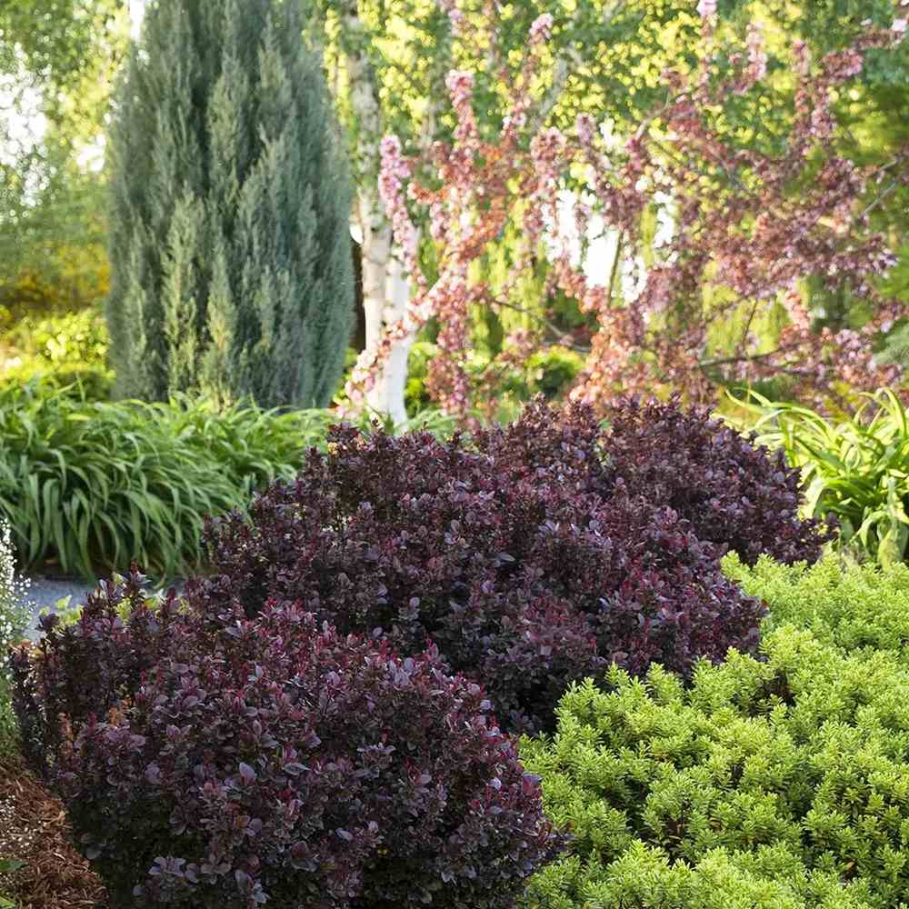 Dracila Berberis Japoneza Concorde, cu frunzis rosu-inchis, arbust compact, pentru borduri