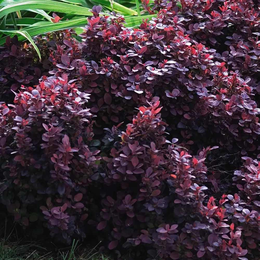 Dracila Berberis Japoneza Concorde, cu frunzis rosu-inchis, arbust compact, pentru borduri