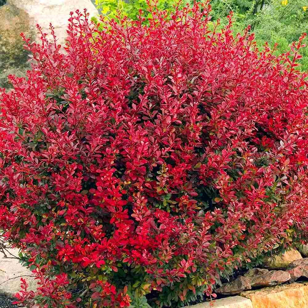 Dracila Berberis japoneza Lutin Rouge, arbust decorativ rosu, fructe rosii comestibile procesate, borduri si gard viu mic, rezistent la ger