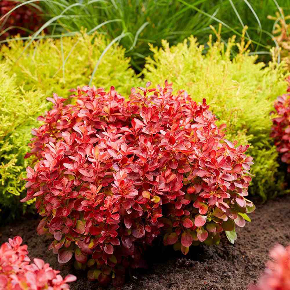 Dracila Berberis japoneza Lutin Rouge, arbust decorativ rosu, fructe rosii comestibile procesate, borduri si gard viu mic, rezistent la ger