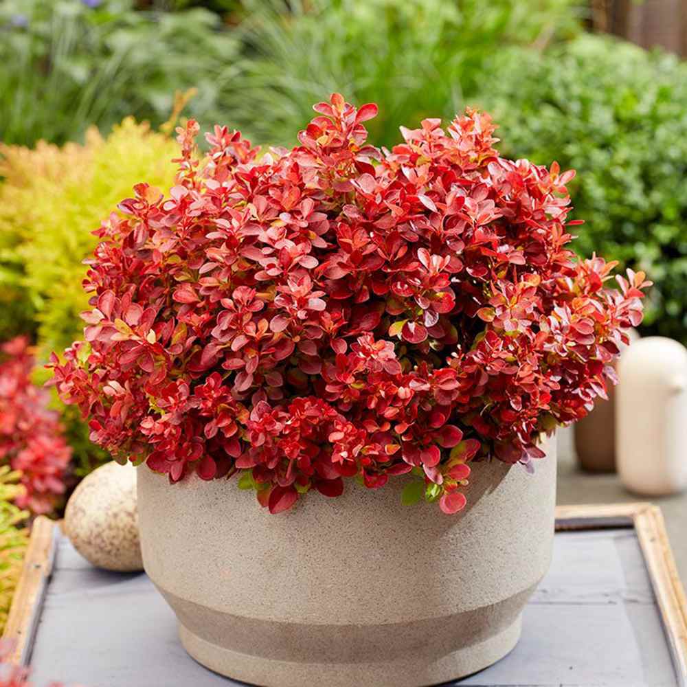 Dracila Berberis japoneza Lutin Rouge, arbust decorativ rosu, fructe rosii comestibile procesate, borduri si gard viu mic, rezistent la ger