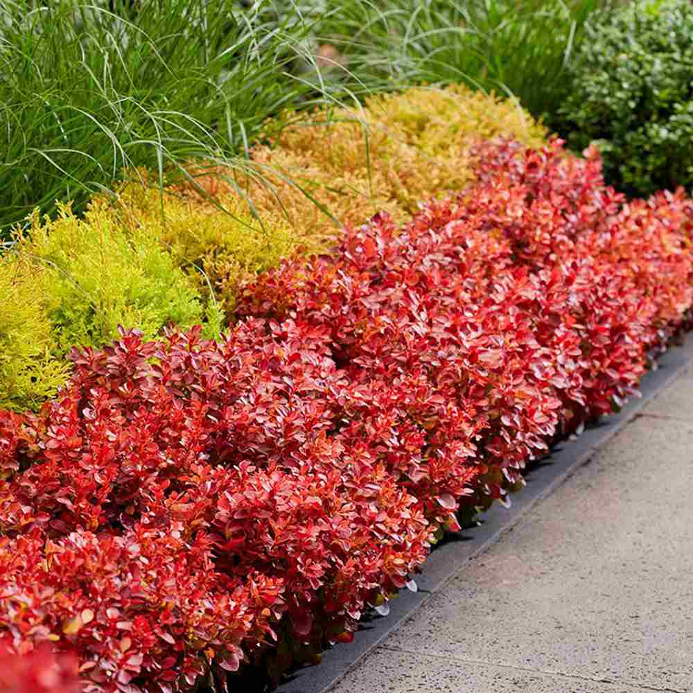 Dracila Berberis japoneza Lutin Rouge, arbust decorativ rosu, fructe rosii comestibile procesate, borduri si gard viu mic, rezistent la ger