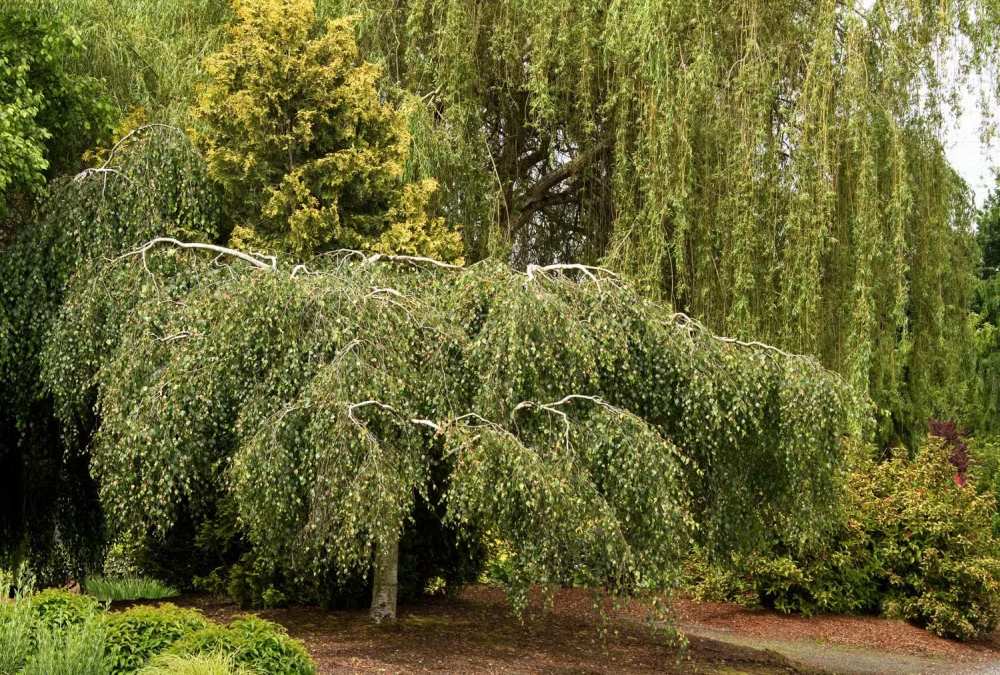 Mesteacan Plangator Youngii, coroana plangatoare, pentru gradini mici