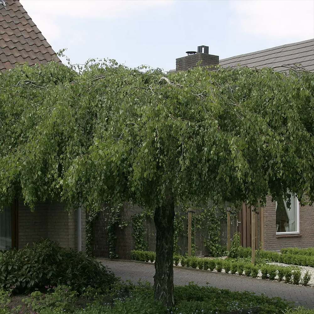 Mesteacan Plangator Youngii, coroana plangatoare, pentru gradini mici