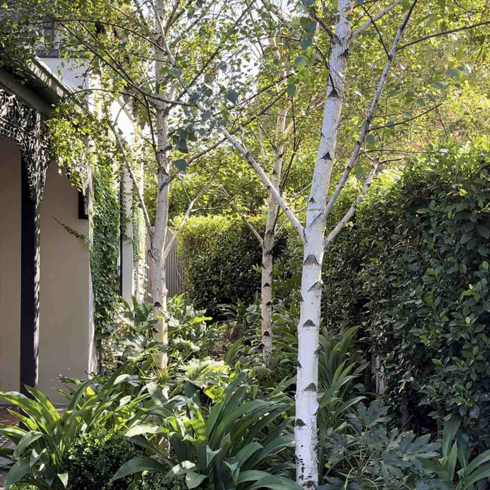 Mesteacan Alb Pur Doorenbos (Betula Utilis), scoarta alba decorativa, exfoliaza in mod atractiv, crestere rapida