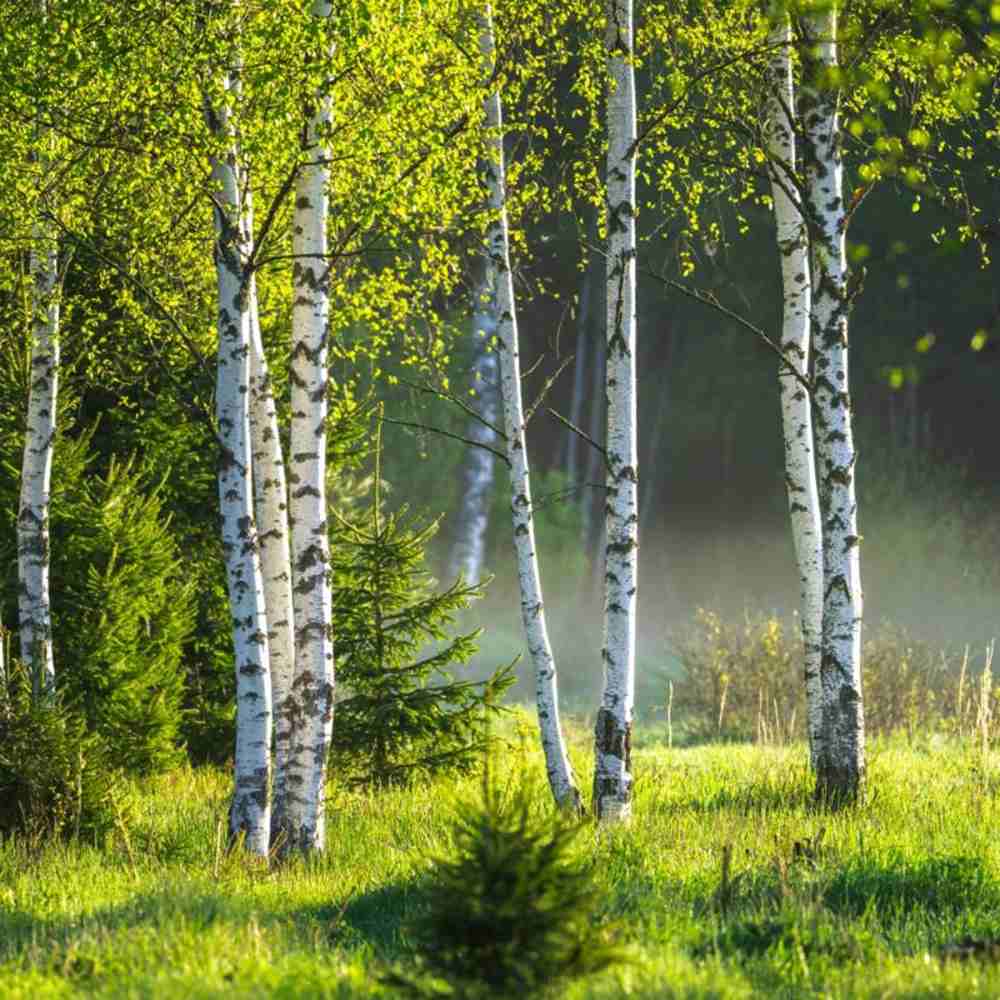 Mesteacan Alb-Argintiu (Betula Pendula), scoarta alba-argintie decorativa, exfoliaza in fasii subtiri, crestere rapida
