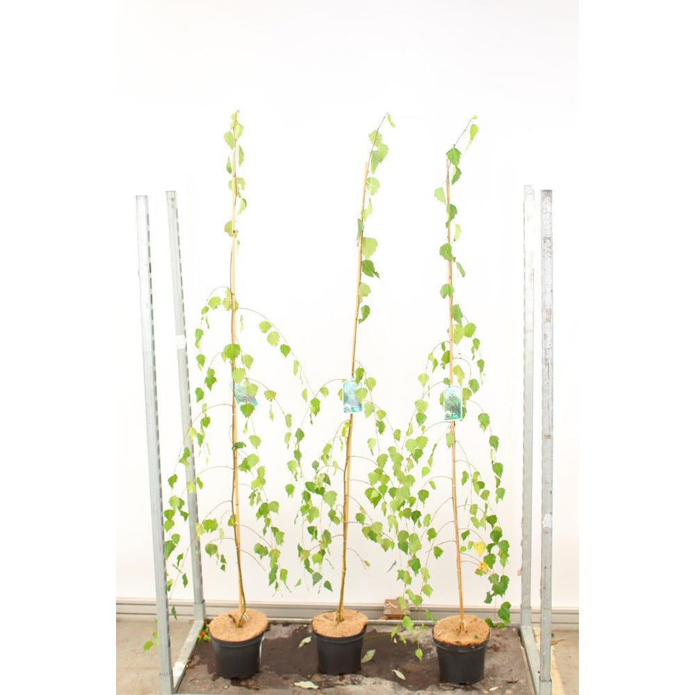 Mesteacan Plangator Youngii, coroana plangatoare, pentru gradini mici