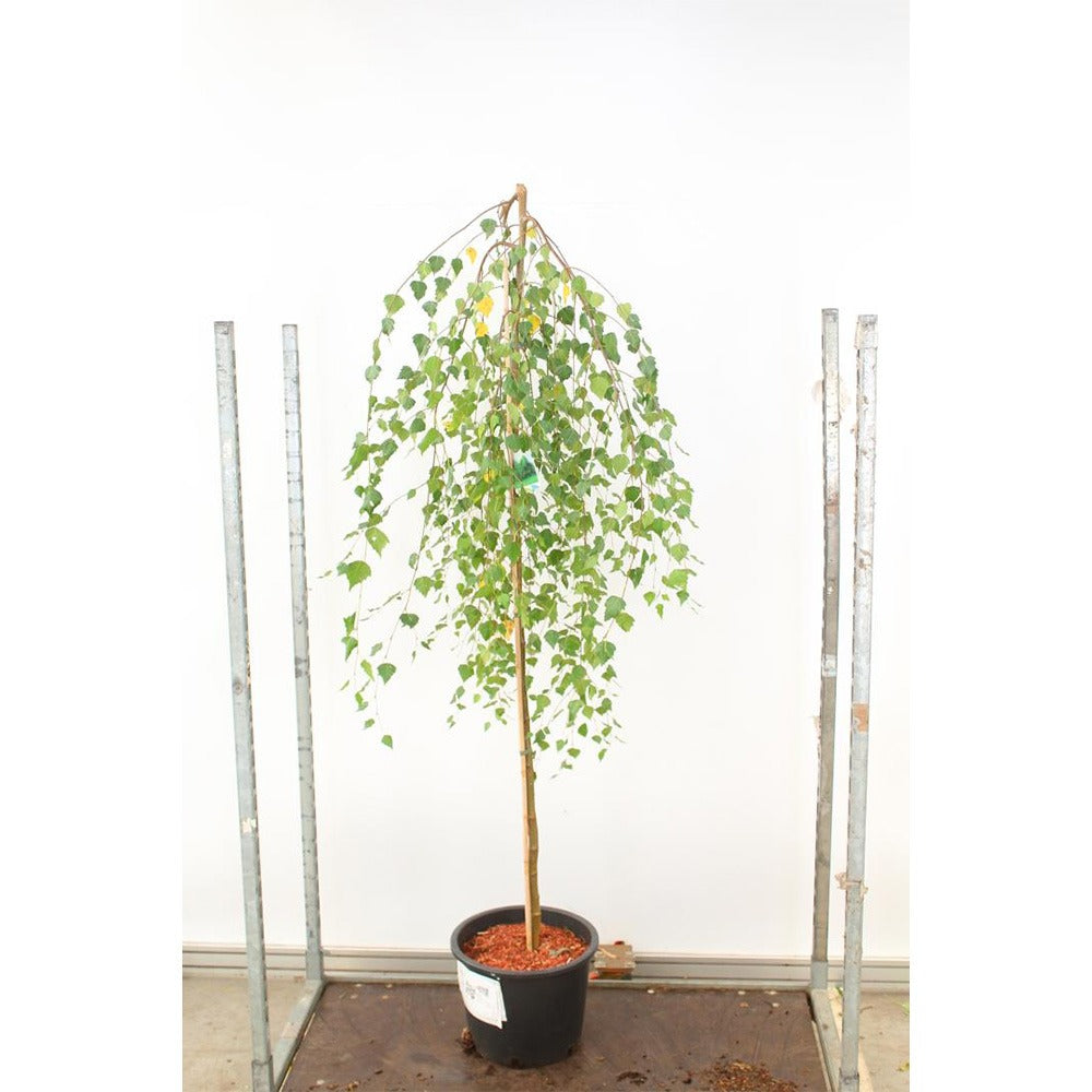 Mesteacan Plangator Youngii, coroana plangatoare, pentru gradini mici