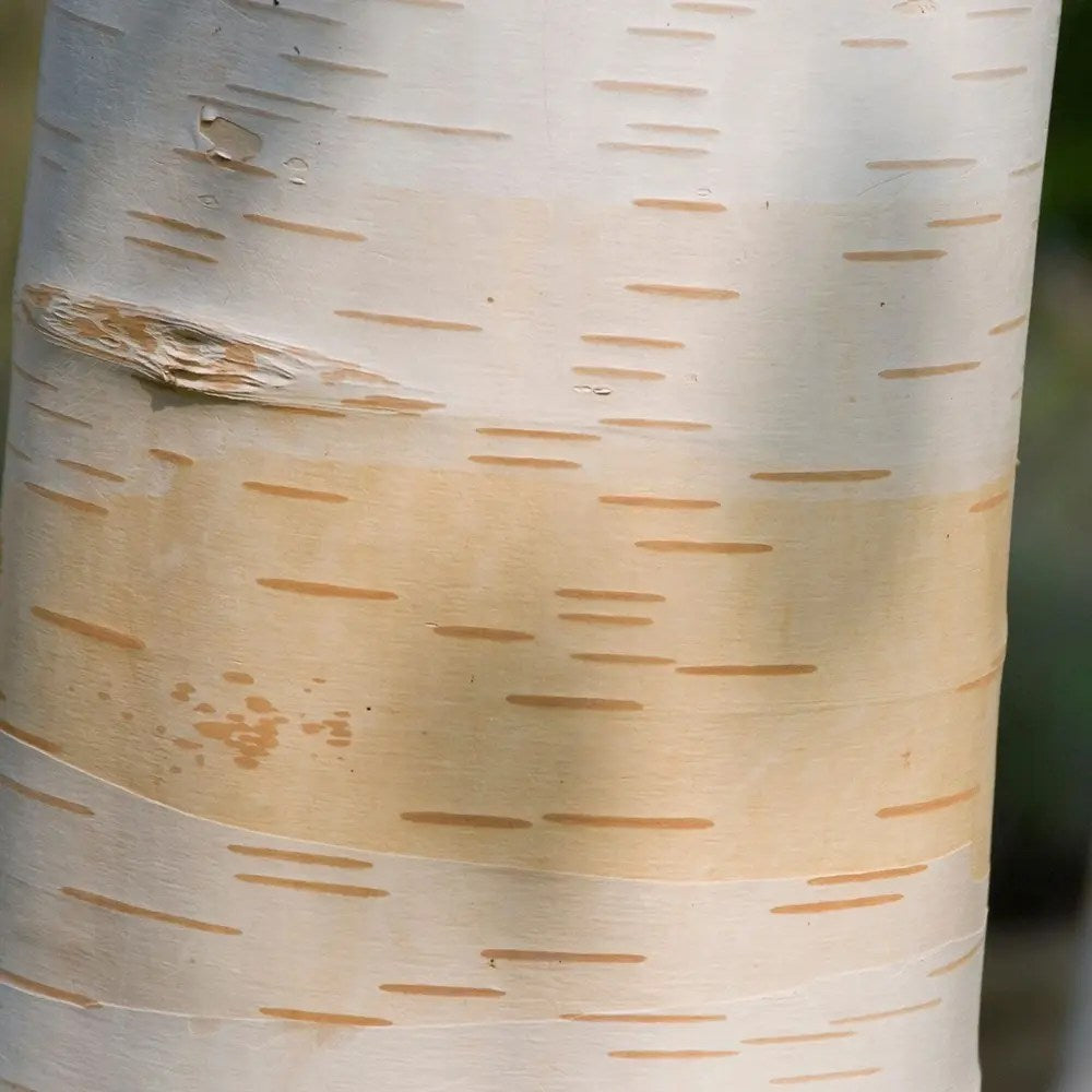 Mesteacan Alb Pur Himalayan Jacquemontii, scoarta alba intensa, decor peisagistic