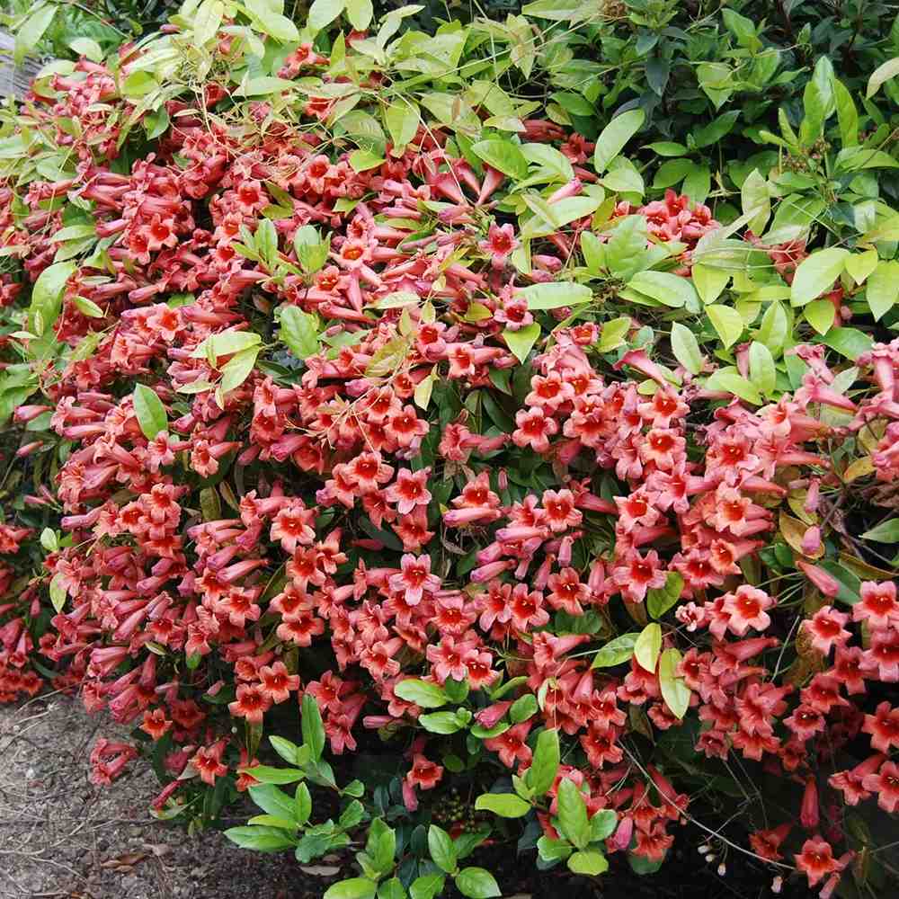 Trompeta Cataratoare (Bignonia capreolata), Luleaua turcului Atrosanguinea, planta cataratoare cu flori rosii parfumate, rezistenta frig