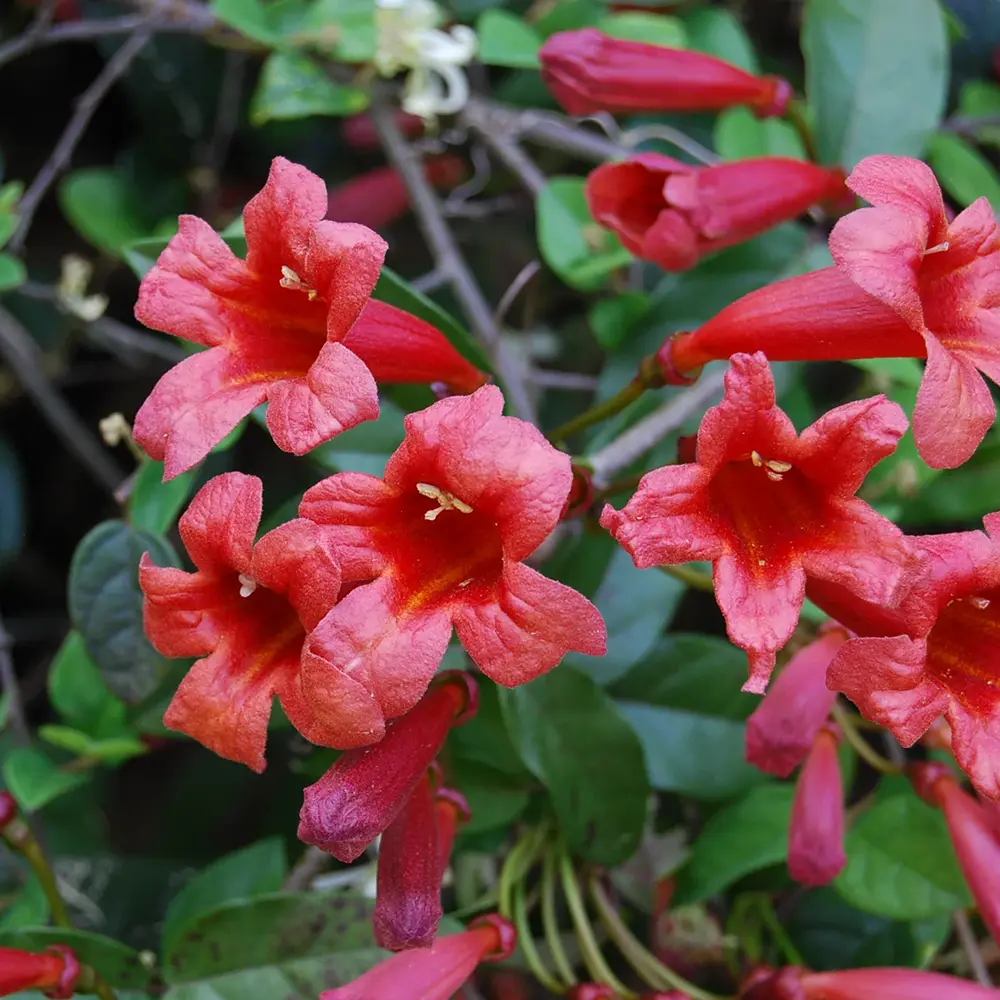 Trompeta Cataratoare (Bignonia capreolata), Luleaua turcului Atrosanguinea, planta cataratoare cu flori rosii parfumate, rezistenta frig