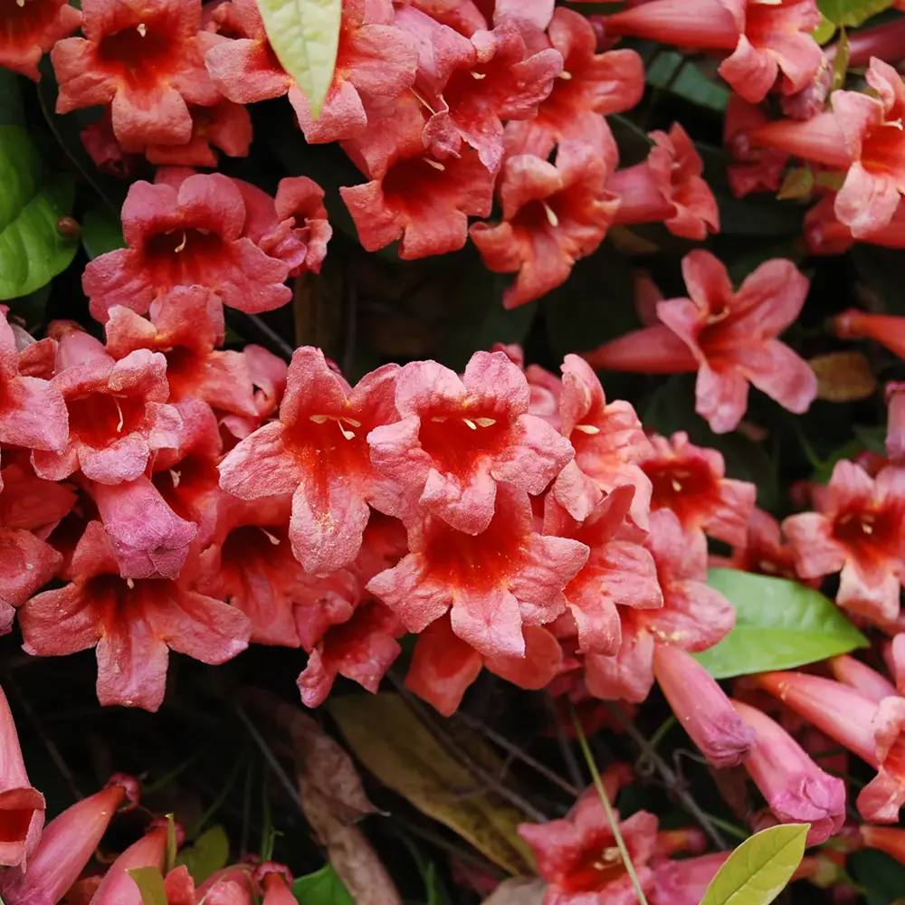 Trompeta Cataratoare (Bignonia capreolata), Luleaua turcului Atrosanguinea, planta cataratoare cu flori rosii parfumate, rezistenta frig