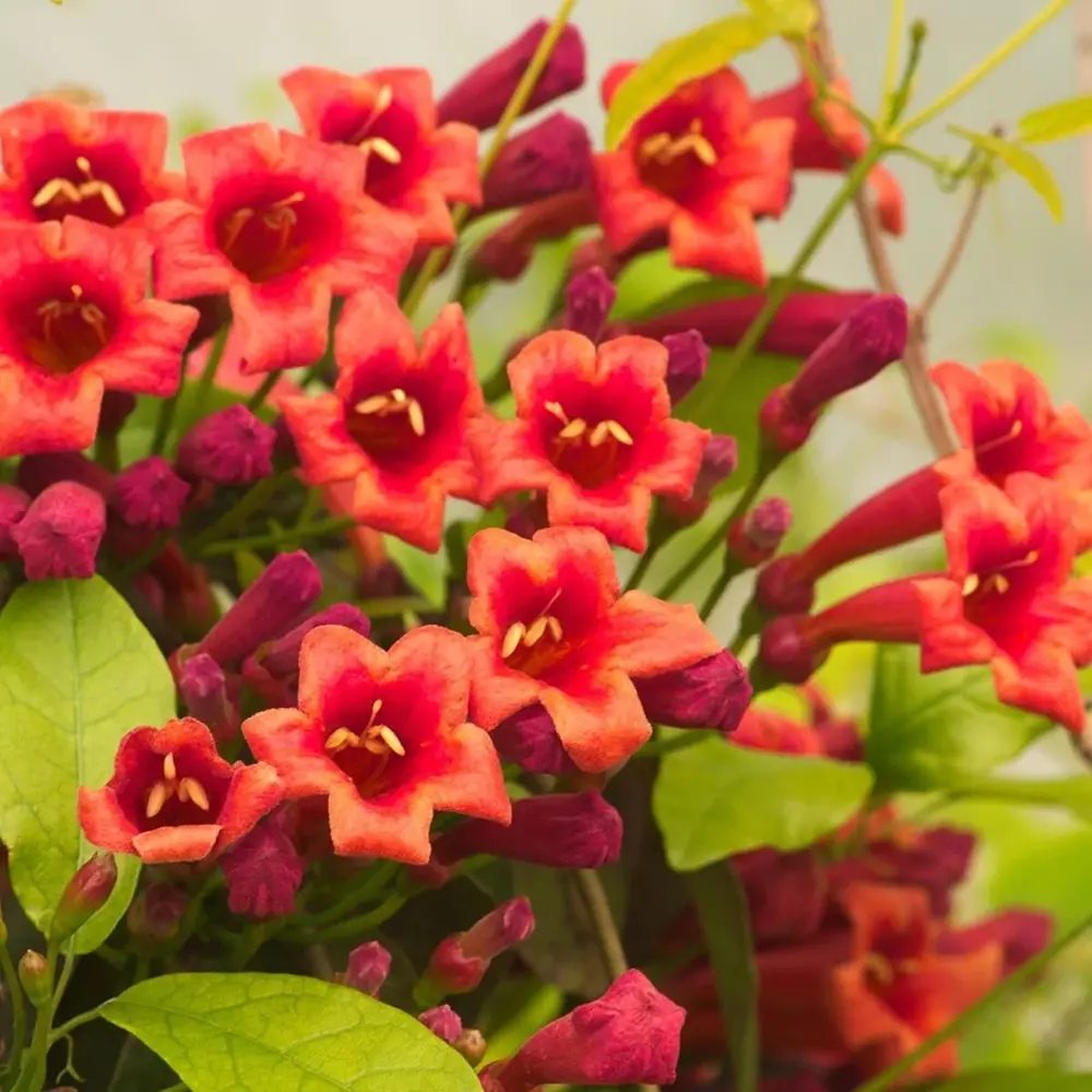 Trompeta Cataratoare (Bignonia capreolata), Luleaua turcului Atrosanguinea, planta cataratoare cu flori rosii parfumate, rezistenta frig