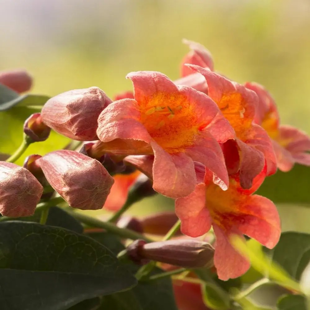 Trompeta Cataratoare (Bignonia capreolata), Luleaua turcului Tangerine Beauty, planta cataratoare flori portocalii parfumate rezistenta frig