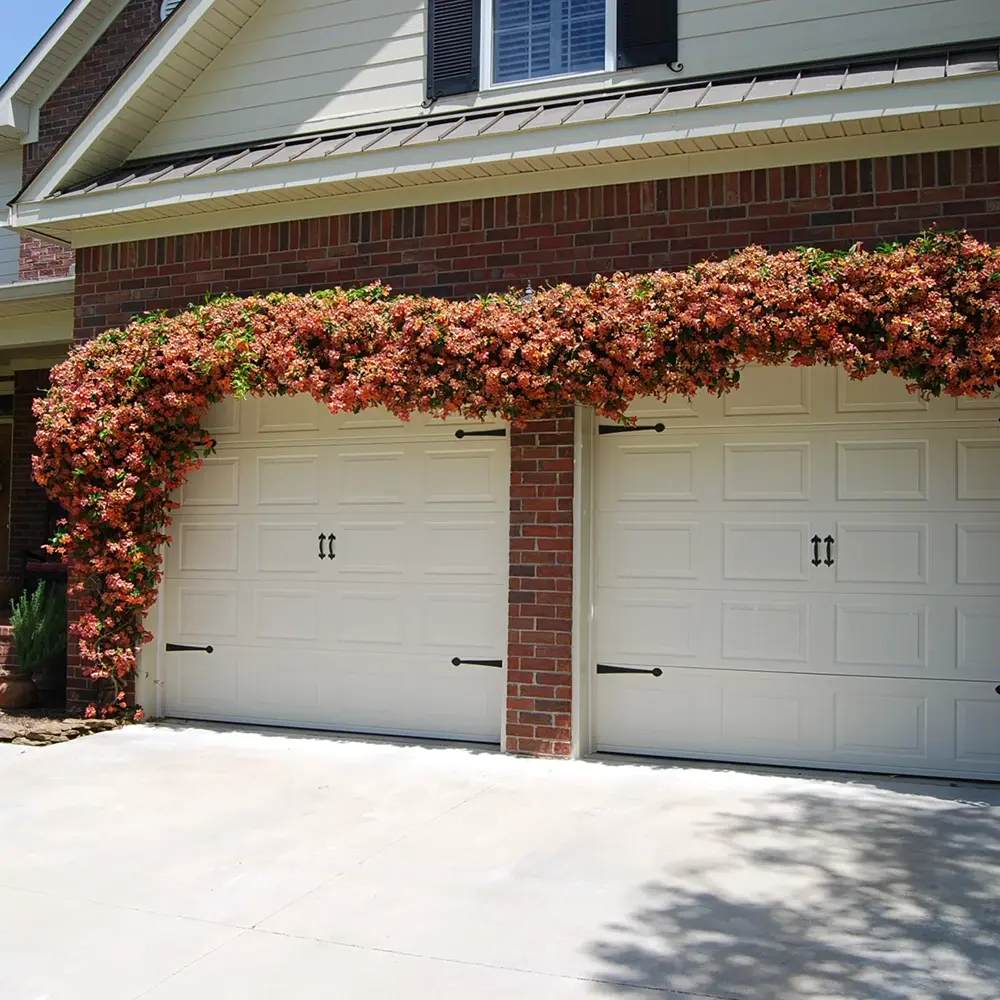 Trompeta Cataratoare (Bignonia capreolata), Luleaua turcului Tangerine Beauty, planta cataratoare flori portocalii parfumate rezistenta frig