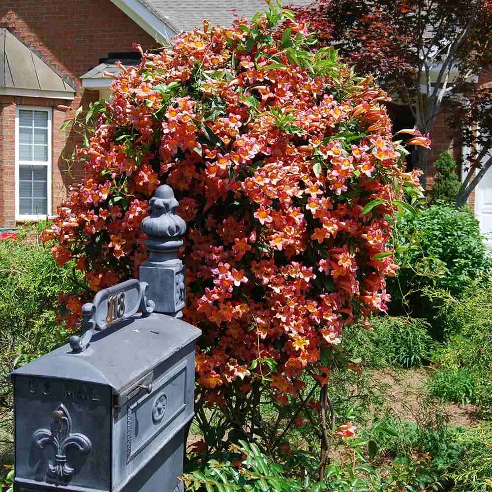 Trompeta Cataratoare (Bignonia capreolata), Luleaua turcului Tangerine Beauty, planta cataratoare flori portocalii parfumate rezistenta frig