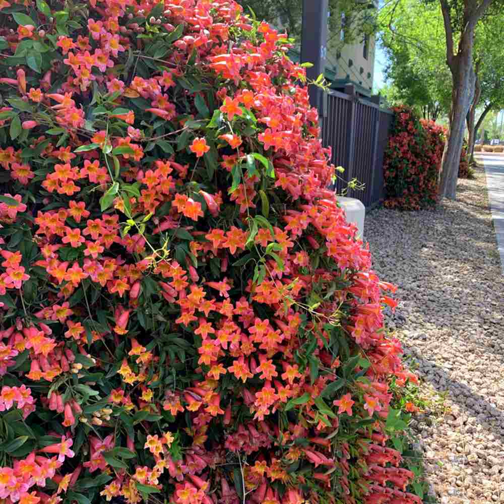 Trompeta Cataratoare (Bignonia capreolata), Luleaua turcului Tangerine Beauty, planta cataratoare flori portocalii parfumate rezistenta frig