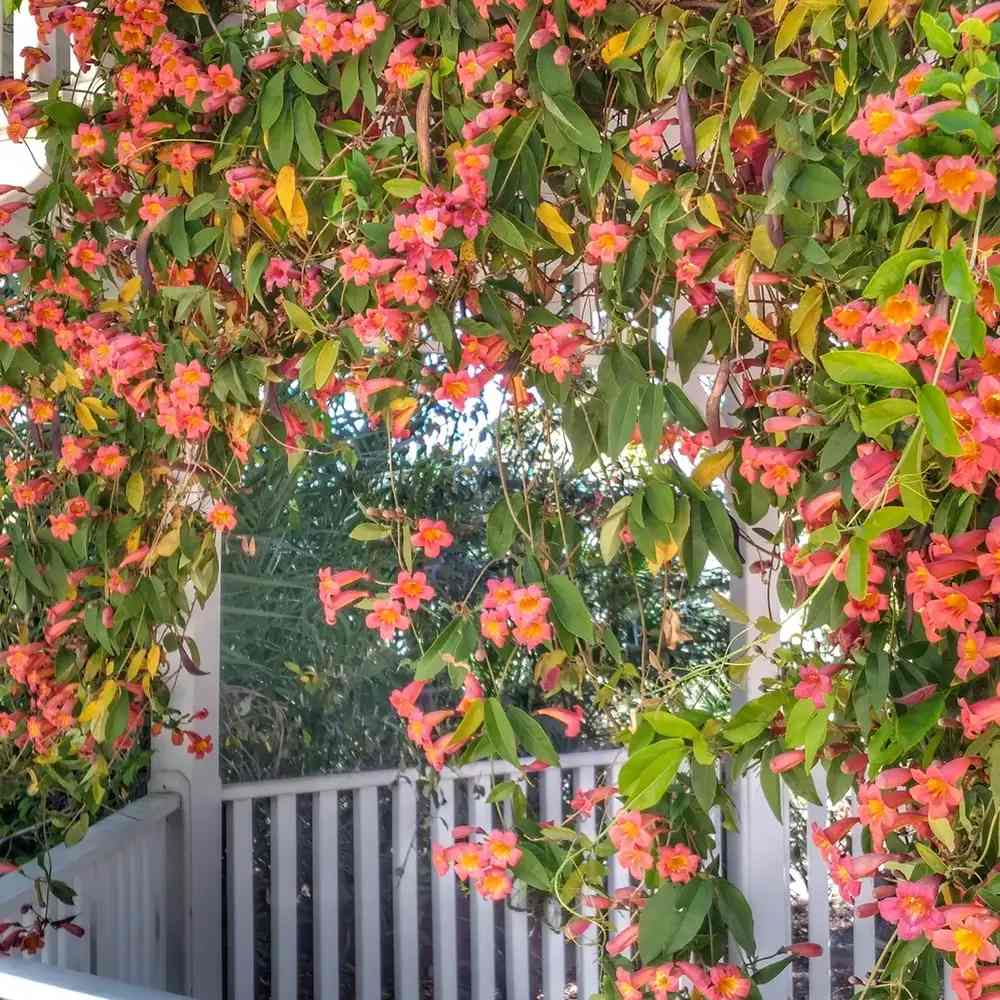Trompeta Cataratoare (Bignonia capreolata), Luleaua turcului Tangerine Beauty, planta cataratoare flori portocalii parfumate rezistenta frig