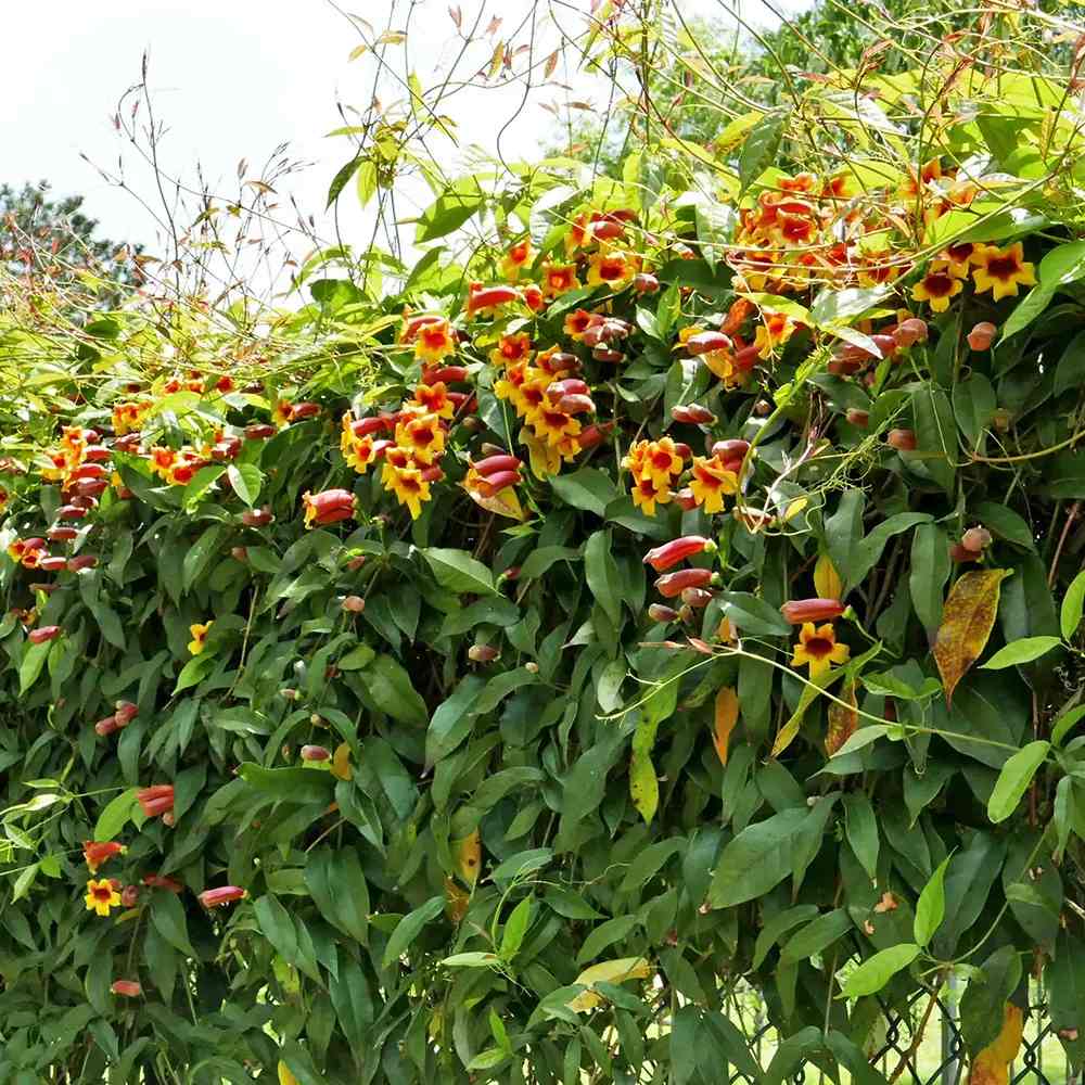 Trompeta Cataratoare (Bignonia capreolata), Luleaua turcului, planta cataratoare parfumata, flori portocalii-galbene, rezistenta frig, decor gard pergola