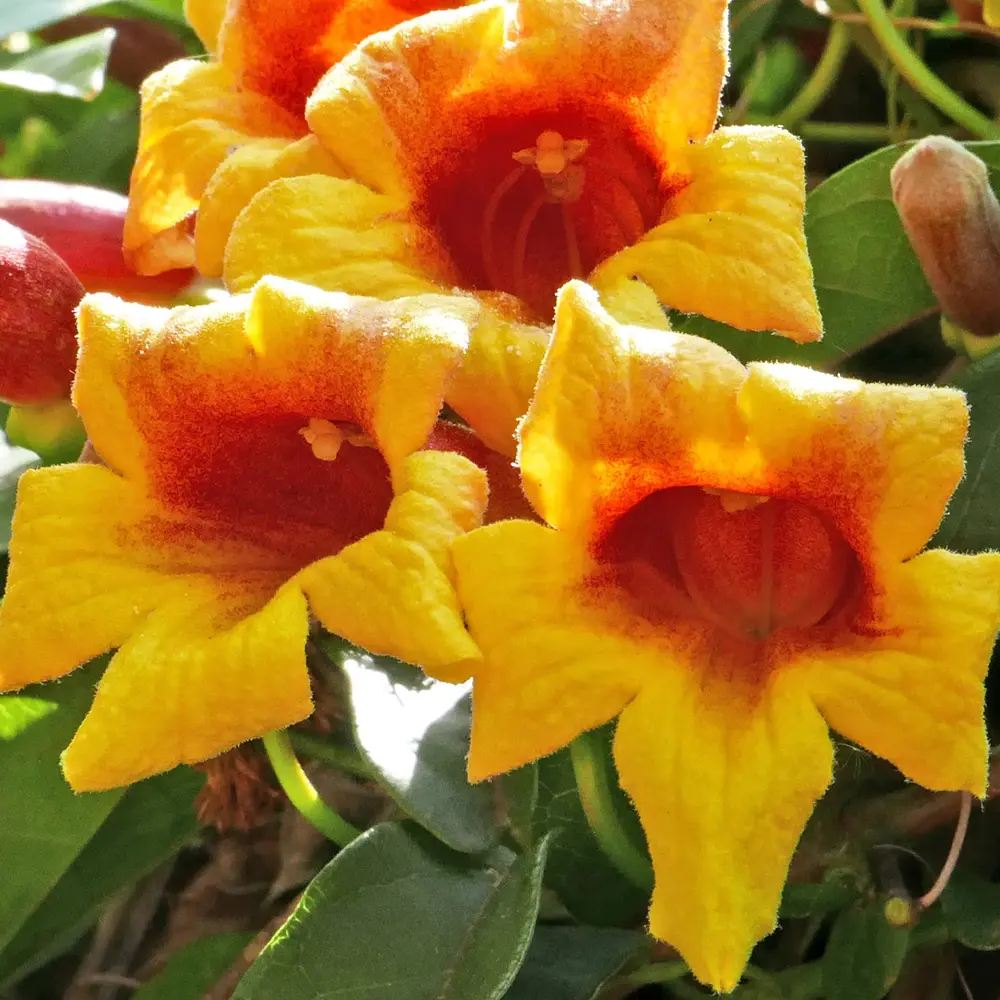 Trompeta Cataratoare (Bignonia capreolata), Luleaua turcului, planta cataratoare parfumata, flori portocalii-galbene, rezistenta frig, decor gard pergola