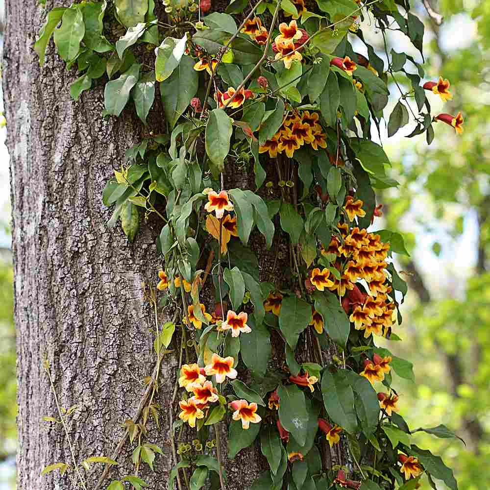 Trompeta Cataratoare (Bignonia capreolata), Luleaua turcului, planta cataratoare parfumata, flori portocalii-galbene, rezistenta frig, decor gard pergola