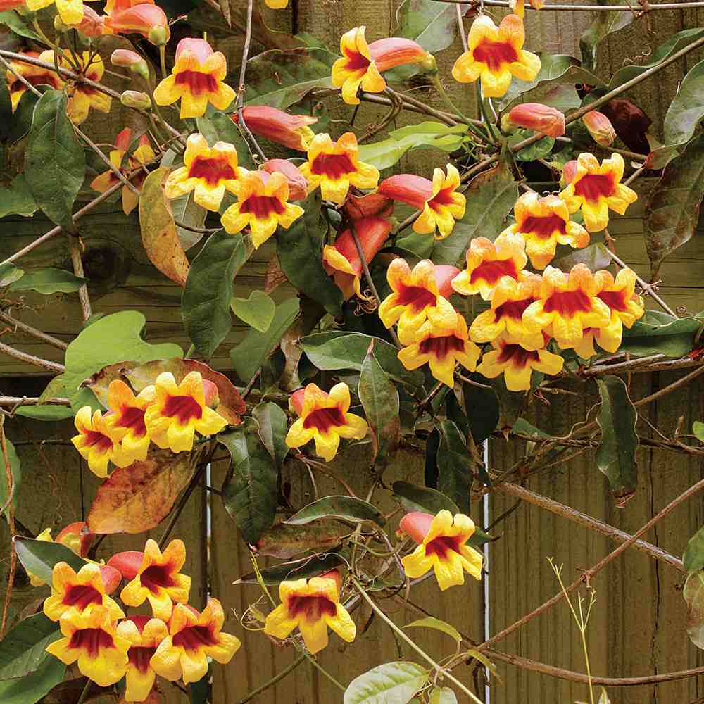 Trompeta Cataratoare (Bignonia capreolata), Luleaua turcului, planta cataratoare parfumata, flori portocalii-galbene, rezistenta frig, decor gard pergola