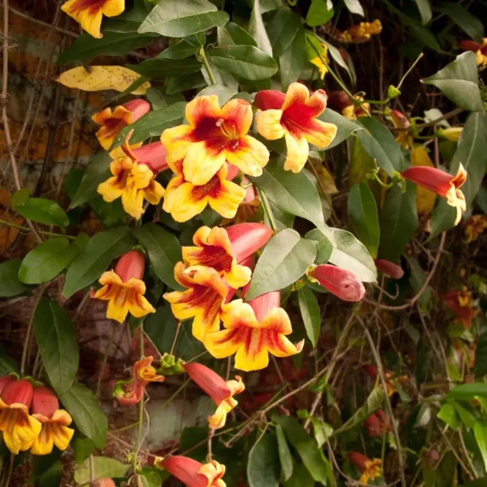 Trompeta Cataratoare (Bignonia capreolata), Luleaua turcului, planta cataratoare parfumata, flori portocalii-galbene, rezistenta frig, decor gard pergola