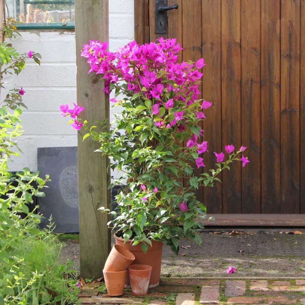 Floare de hartie Bougainvillea Alexandra, floare decorativa mov-roz, pentru terasa si ghiveci