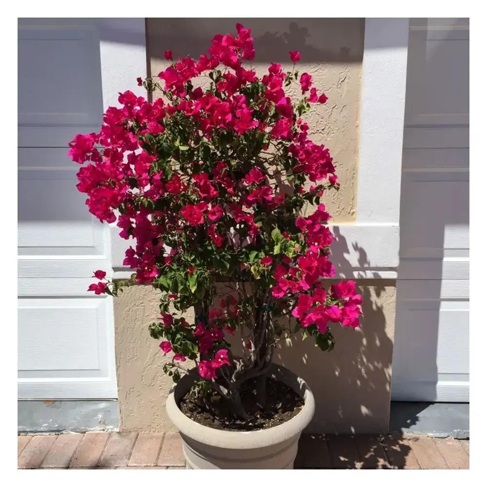 Floarea de Hartie Bougainvillea Dania, cataratoare cu inflorire abundenta si culori rosu-magenta