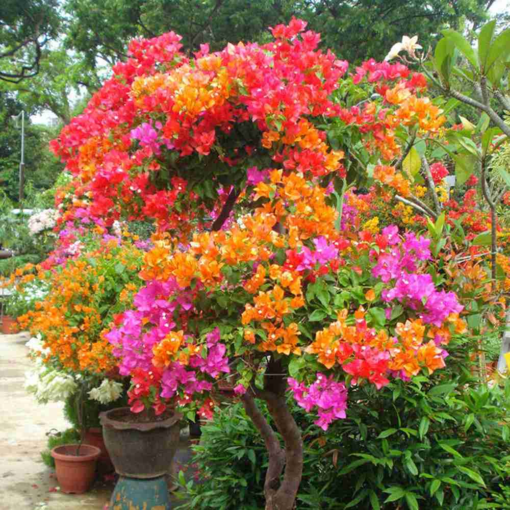 Floare de Hartie Bougainvillea Tricolor- Tip Copac, cu tulpina impletita planta ornamentala urcatoare flori roz alb portocaliu