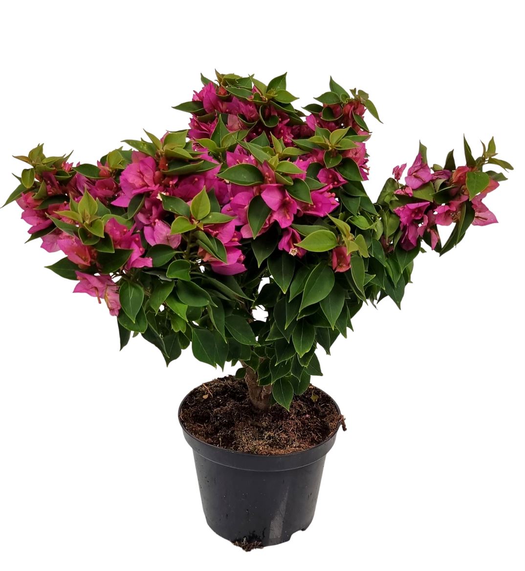 Floare de Hartie Bougainvillea Thai Trunk, copac miniatural exotic, flori vibrante, ideal pentru ghivece si gradini