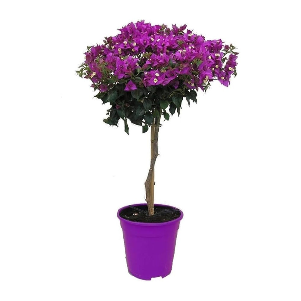 Floare de hartie Bougainvillea Alexandra Copacel, floare decorativa mov-roz, pentru terasa si ghiveci